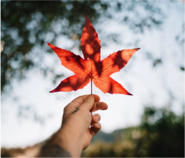 Maple Leaf - Immigrate to Canada